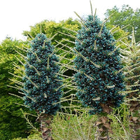 Sky Blue Puya Santosii Flower Seeds for Planting Pollinator Friendly Heirloom & GMO Free Seeds for Home Garden
 
 Sale