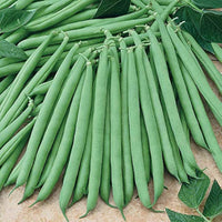 Bush Bean Vegetable Seeds for Easy Planting