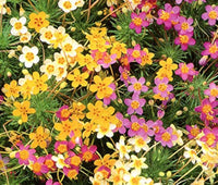 Mix Leptosiphon Flower seeds for Planting - Low Maintenance, Heirloom & GMO Free Seeds for Home Garden