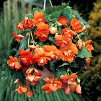 Orange Begonia Flower Seeds for Planting  Vibrant Begonia Seeds