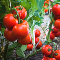 Reisenden 76 Tomato Seeds for High-Yield, Flavorful Tomatoes