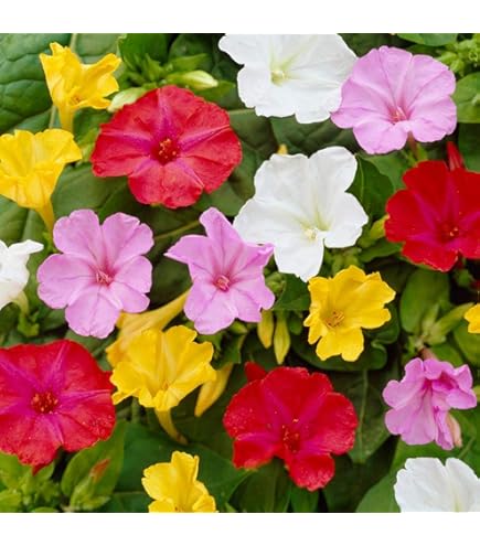 Mixed Mirabilis Jalapa Flower seeds for Planting - Bright Blooms, Heirloom & GMO Free Seeds for Home Garden