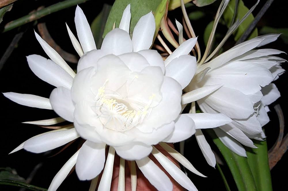 White Epiphyllum Oxypetalum Flower seeds for Planting Wildflower Mix Heirloom & GMO Free Seeds for Home Garden