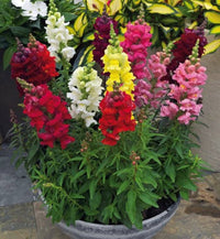Antirrhinum Snapdragon Seeds for Planting flower bed