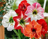 Mixed Color Amaryllis Flower Seeds for Planting Cut Flower Favorite Heirloom & GMO Free Seeds for Home Garden
 
 Sale