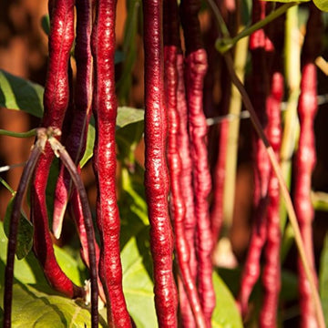 Red Long Bean Vegetable Seeds for Gardens