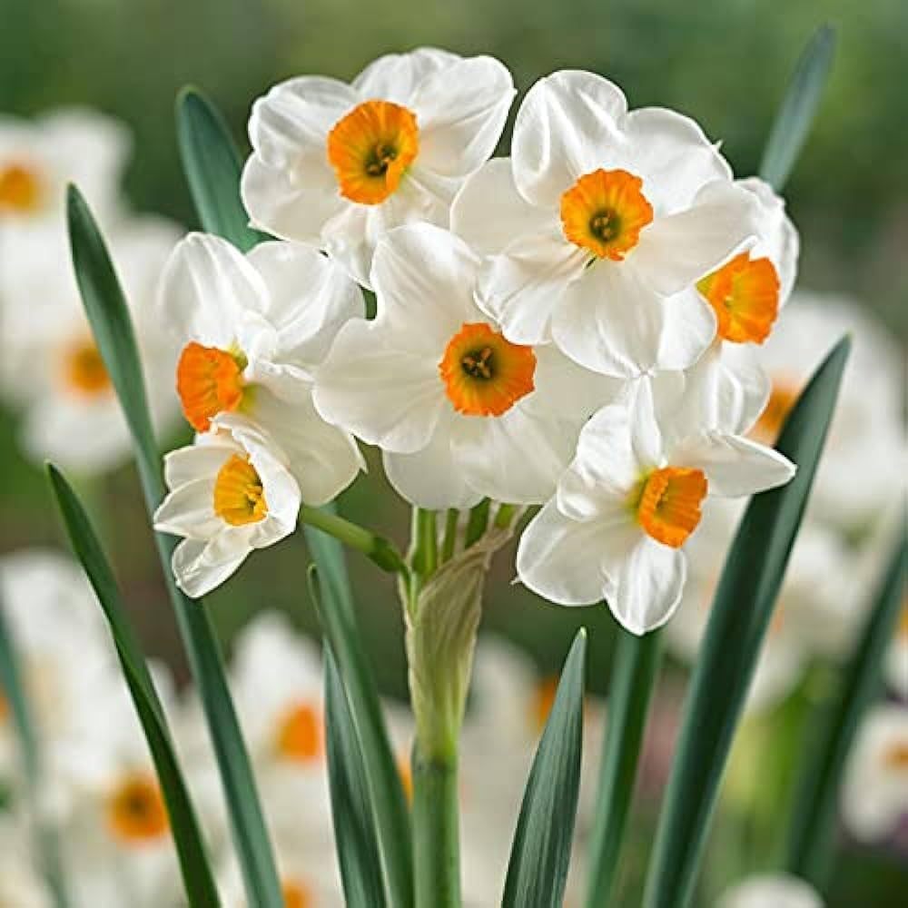 Narcissus Tazetta Flower seeds for Planting Wildflower Mix Heirloom & GMO Free Seeds for Home Garden