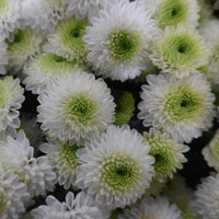 White Green Chrysanthemum Flower seeds for Planting - Pollinator Friendly, Heirloom & GMO Free Seeds for Home Garden
 
 Sale for planting in home garden