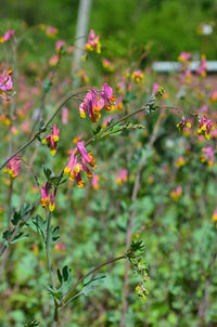 Corydalis (Corydalis Sempervirens) seeds for planting in home garden