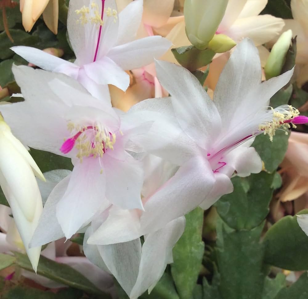 White Schlumbergera Flower Planting for Graceful Indoor Decor - Seed for Gorgeous Blossoms Throughout the Year