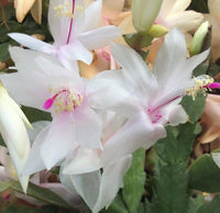 White Schlumbergera Flower Planting for Graceful Indoor Decor - Seed for Gorgeous Blossoms Throughout the Year