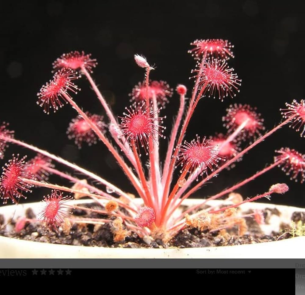 Pink Drosera Sundew Flower seeds for Planting - Bright Blooms, Heirloom & GMO Free Seeds for Home Garden