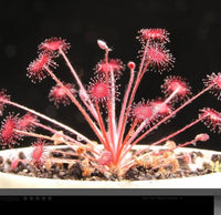 Pink Drosera Sundew Flower seeds for Planting - Bright Blooms, Heirloom & GMO Free Seeds for Home Garden