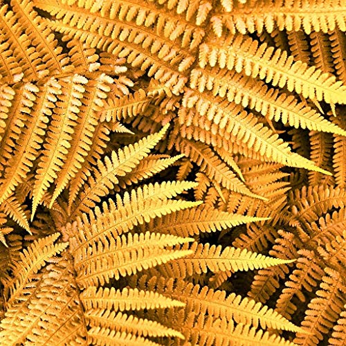 Yellow Fern Pteridophyta Seeds for Planting heirloom & Non GMO Seeds Low Maintenance 
 
 Sale