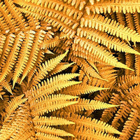 Yellow Fern Pteridophyta Seeds for Planting heirloom & Non GMO Seeds Low Maintenance 
 
 Sale