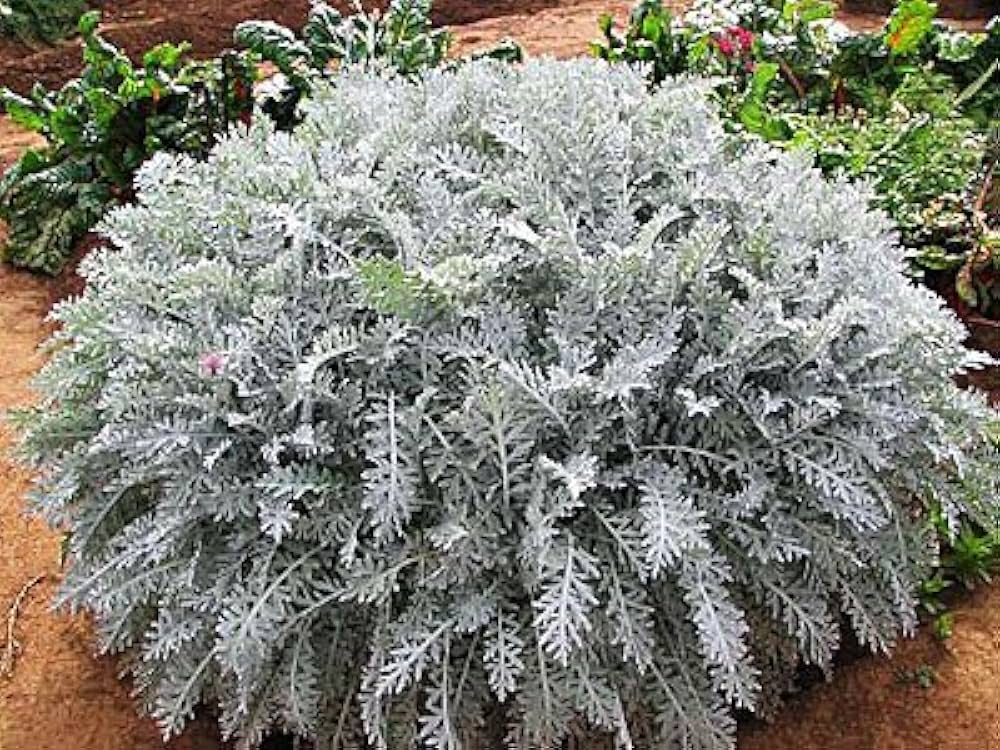 Cineraria Maritima Flower seeds for Planting, Bright Blooms Heirloom & GMO Free Seeds for Home Garden