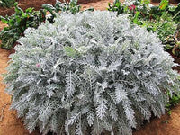 Cineraria Maritima Flower seeds for Planting, Bright Blooms Heirloom & GMO Free Seeds for Home Garden