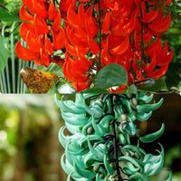 Orange Strongylodon Macrobotrys Seeds Flower seeds for Planting Garden Favorite Heirloom & GMO Free Seeds for Home Garden