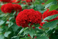 Red Chandelier for Planting Seasonal Bloomer Heirloom & GMO Free Seeds for Home Garden
 
 Sale