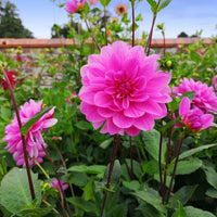 Dahlia Flower seeds for Planting Vibrant Colors Heirloom & GMO Free Seeds for Home Garden