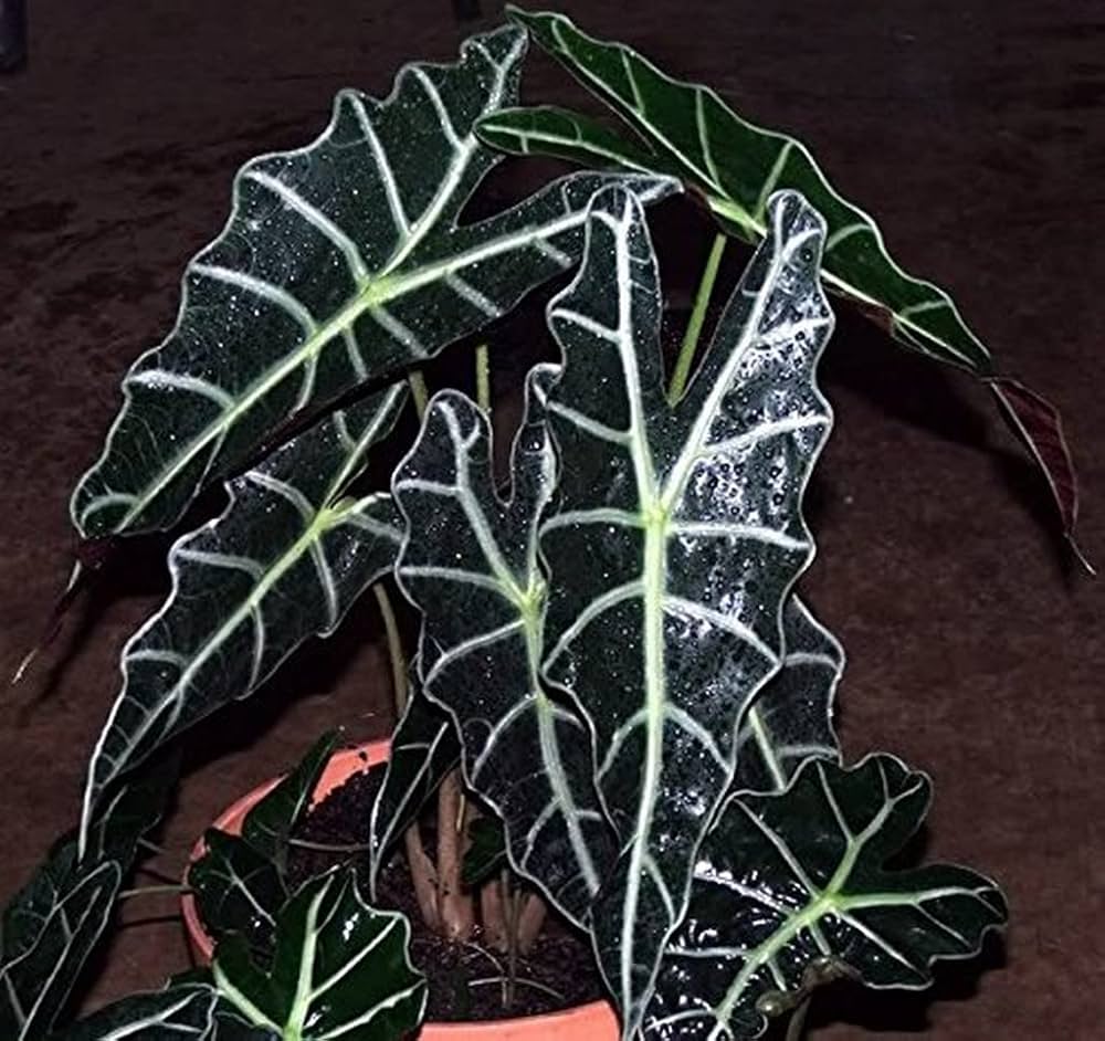 Alocasia Flower seeds for Planting - Wildflower Mix, Heirloom & GMO Free Seeds for Home Garden