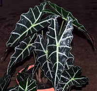 Alocasia Flower seeds for Planting - Wildflower Mix, Heirloom & GMO Free Seeds for Home Garden