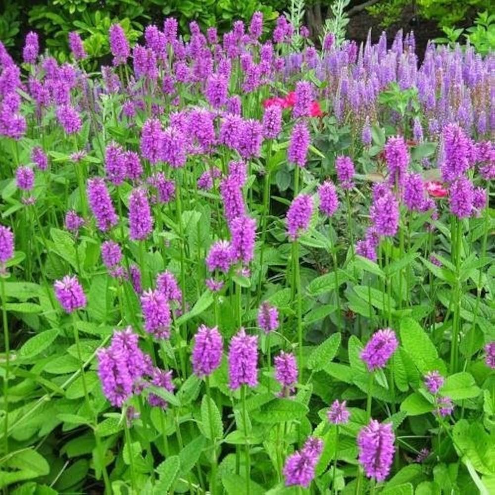 Stachys Flower seeds for Planting Colorful Display Heirloom & GMO Free Seeds for Home Garden 
 
 Sale