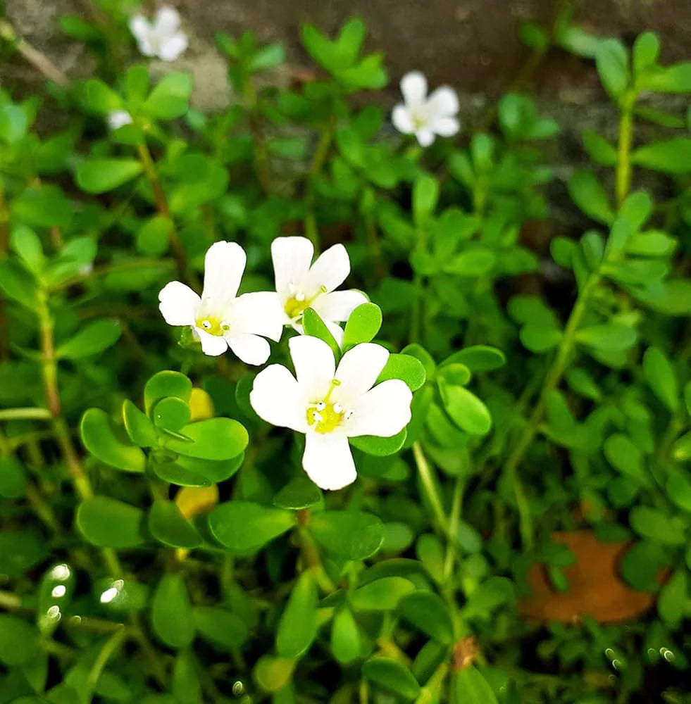 Bacopa Flower seeds for Planting - Sun Loving, Heirloom & GMO Free Seeds for Home Garden