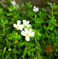 Bacopa Flower seeds for Planting - Sun Loving, Heirloom & GMO Free Seeds for Home Garden