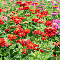 Zinnia Flower seeds for Planting - Perfect for Borders, Heirloom & GMO Free Seeds for Home Garden