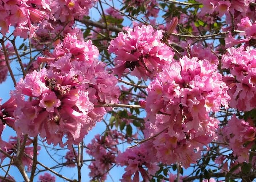 Pink Jacaranda Mimosifolia Flower seeds for Planting Compact Growth Heirloom & GMO Free Seeds for Home Garden