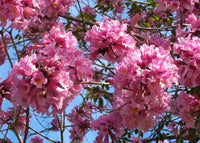 Pink Jacaranda Mimosifolia Flower seeds for Planting Compact Growth Heirloom & GMO Free Seeds for Home Garden