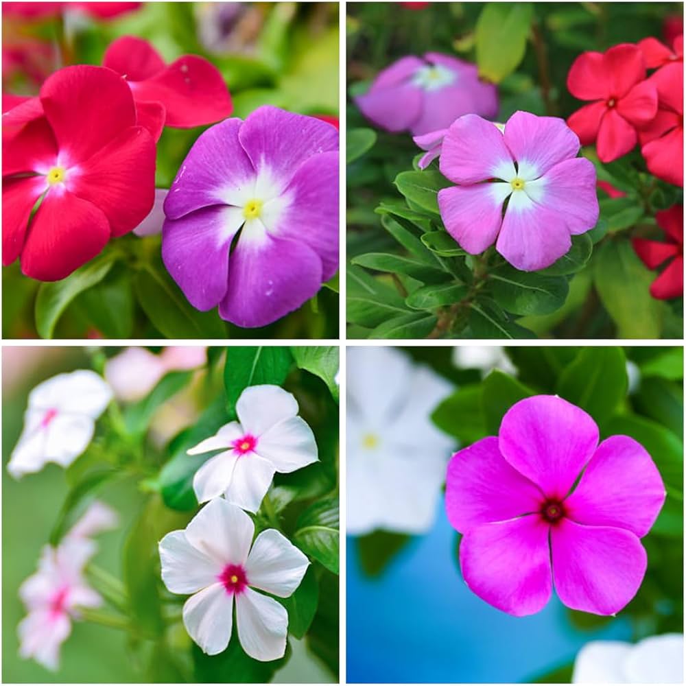Vinca Flower seeds for Planting - Garden Favorite, Heirloom & GMO Free Seeds for Home Garden
