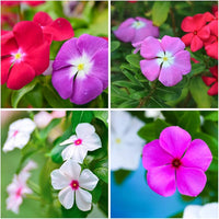 Vinca Flower seeds for Planting - Garden Favorite, Heirloom & GMO Free Seeds for Home Garden