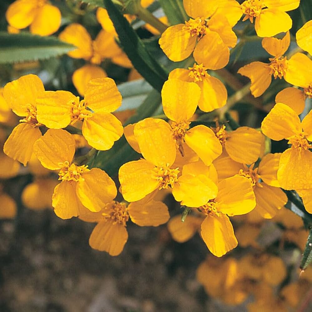 Mint Marigold Flower seeds for Planting Shade Tolerant Heirloom & GMO Free Seeds for Home Garden
