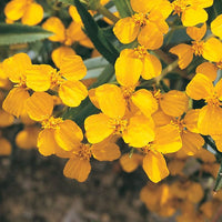 Mint Marigold Flower seeds for Planting Shade Tolerant Heirloom & GMO Free Seeds for Home Garden