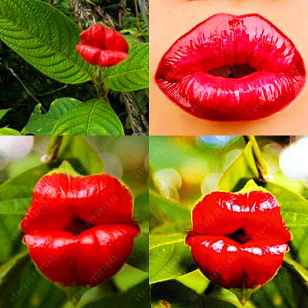 Blazing Red Lips Flower Seeds
