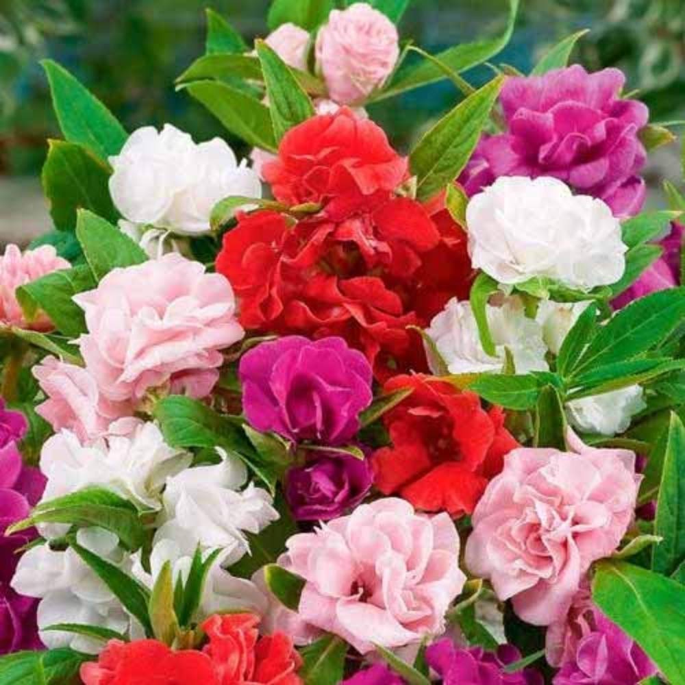 Impatiens Balsamine Flower seeds for Planting Vibrant Colors Heirloom & GMO Free Seeds for Home Garden