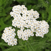Yarrow Flower Garden Planting Essentials - Seeds for Thriving Landscapes