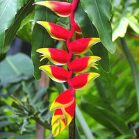 Heliconia Rostrata Flower seeds for Planting - Low Maintenance, Heirloom & GMO Free Seeds for Home Garden