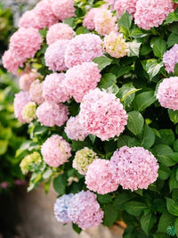 Light Pink Hydrangea Flower seeds for Planting - Long Bloom Season, Heirloom & GMO Free Seeds for Home Garden