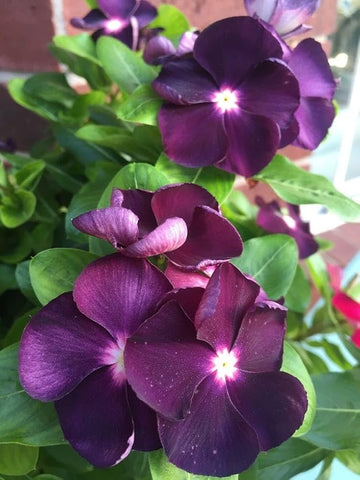Purple Vinca Periwinkle Flower seeds for Planting - Premium Quality, Heirloom & GMO Free Seeds for Home Garden