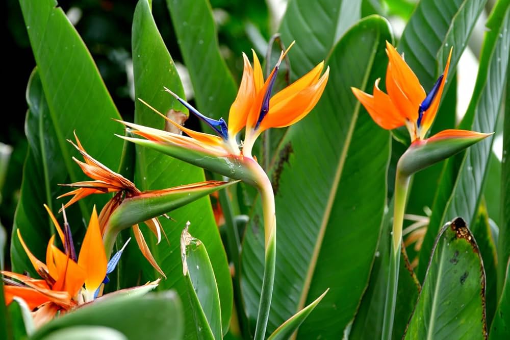 Orange Blue Strelitzia Reginae Flower seeds for Planting Easy to Grow Heirloom & GMO Free Seeds for Home Garden
