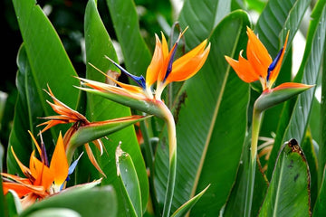 Orange Blue Strelitzia Reginae Flower seeds for Planting Easy to Grow Heirloom & GMO Free Seeds for Home Garden