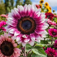 Pink and White Sunflower Seeds for Planting