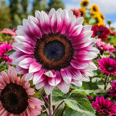 100 Pcs
