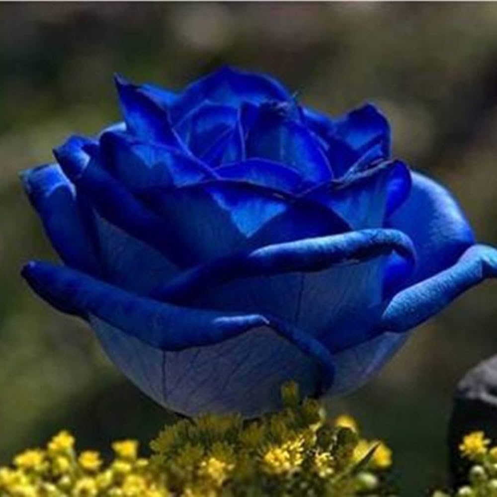 Dark Blue MulColor Rose Flower Seeds for Planting Hardy Variety Heirloom & GMO Free Seeds for Home Garden
 
 Sale