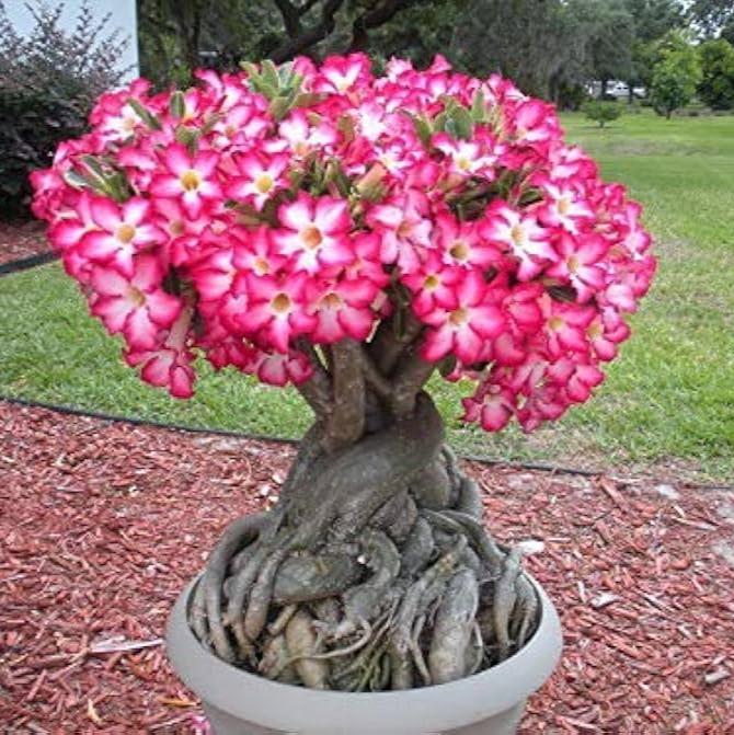 Pink White Adenium Obesum Seeds Flower seeds for Planting Garden Favorite Heirloom & GMO Free Seeds for Home Garden