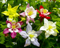 Mixed Colour Aquilegia Flower Seeds for Planting Bright Blooms Heirloom & GMO Free Seeds for Home Garden
 
 Sale