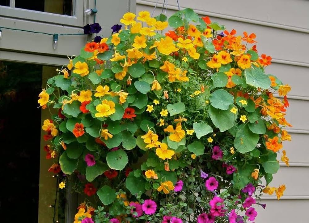 Nasturtium Flower seeds for Planting - Long Bloom Season, Heirloom & GMO Free Seeds for Home Garden
 
 Sale for planting in home garden.